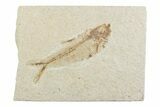 Bargain, Fossil Fish (Diplomystus) - Wyoming #369472-1